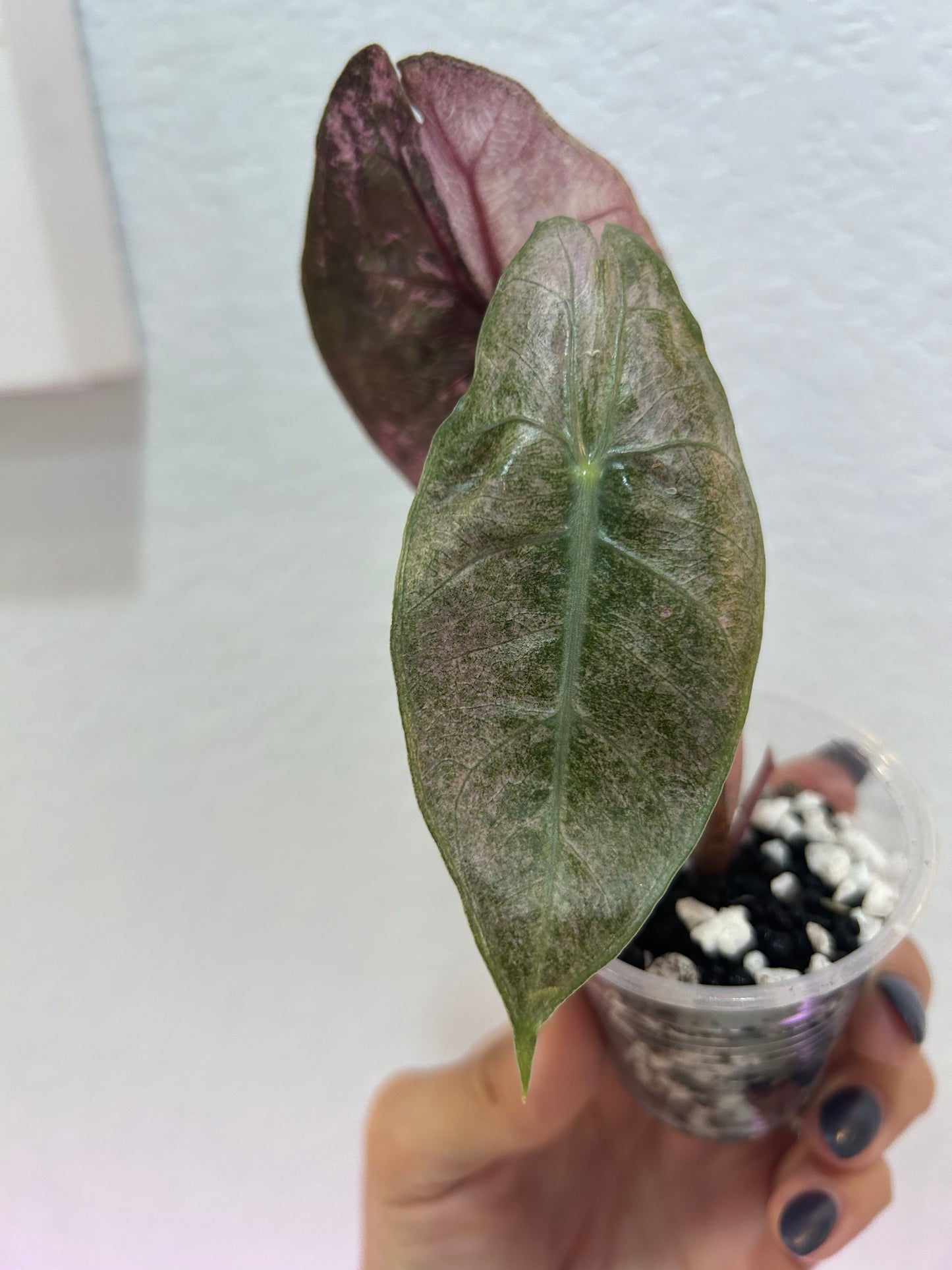 Variegated Alocasia Pink Dragon Silver