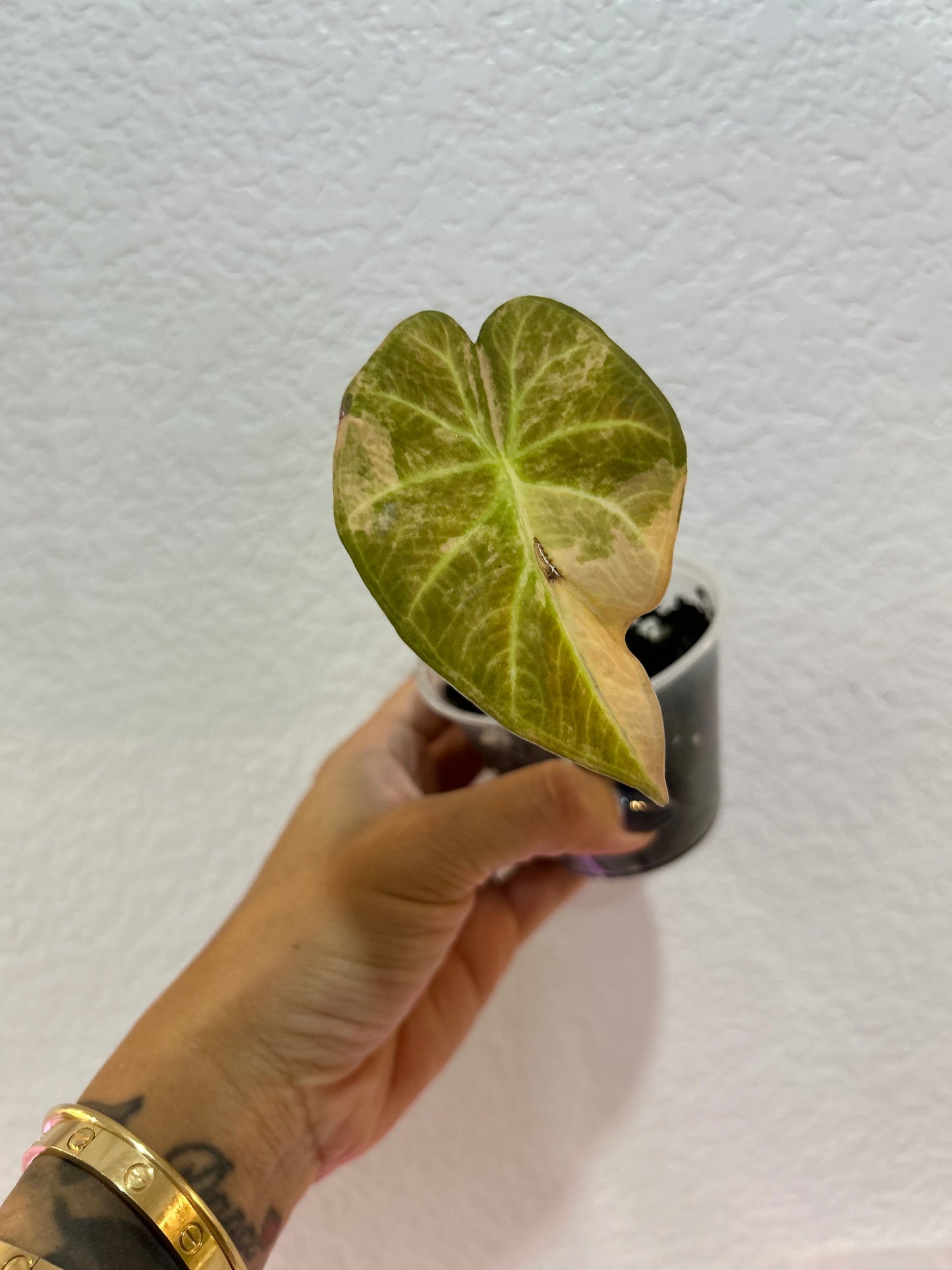 Aurea Regal Shield Alocasia