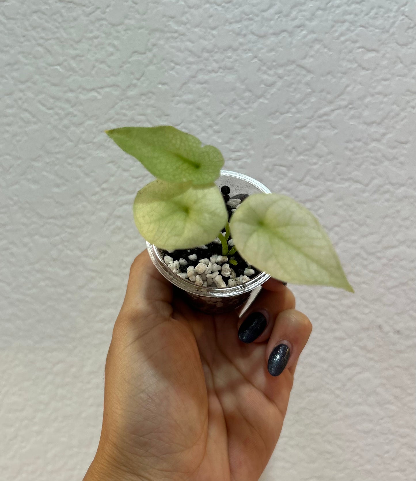 Mint sinuata alocasia