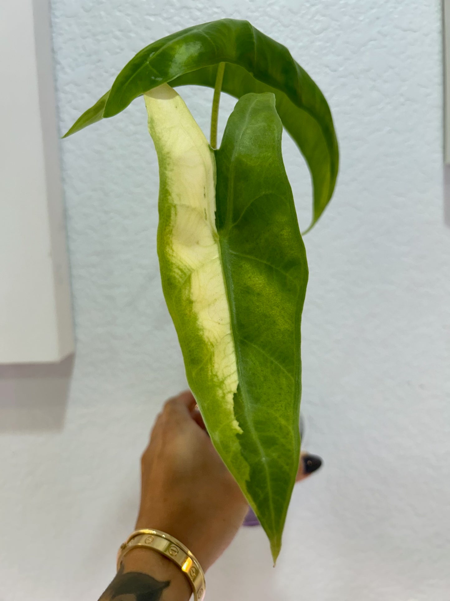 Mint longiloba alocasia