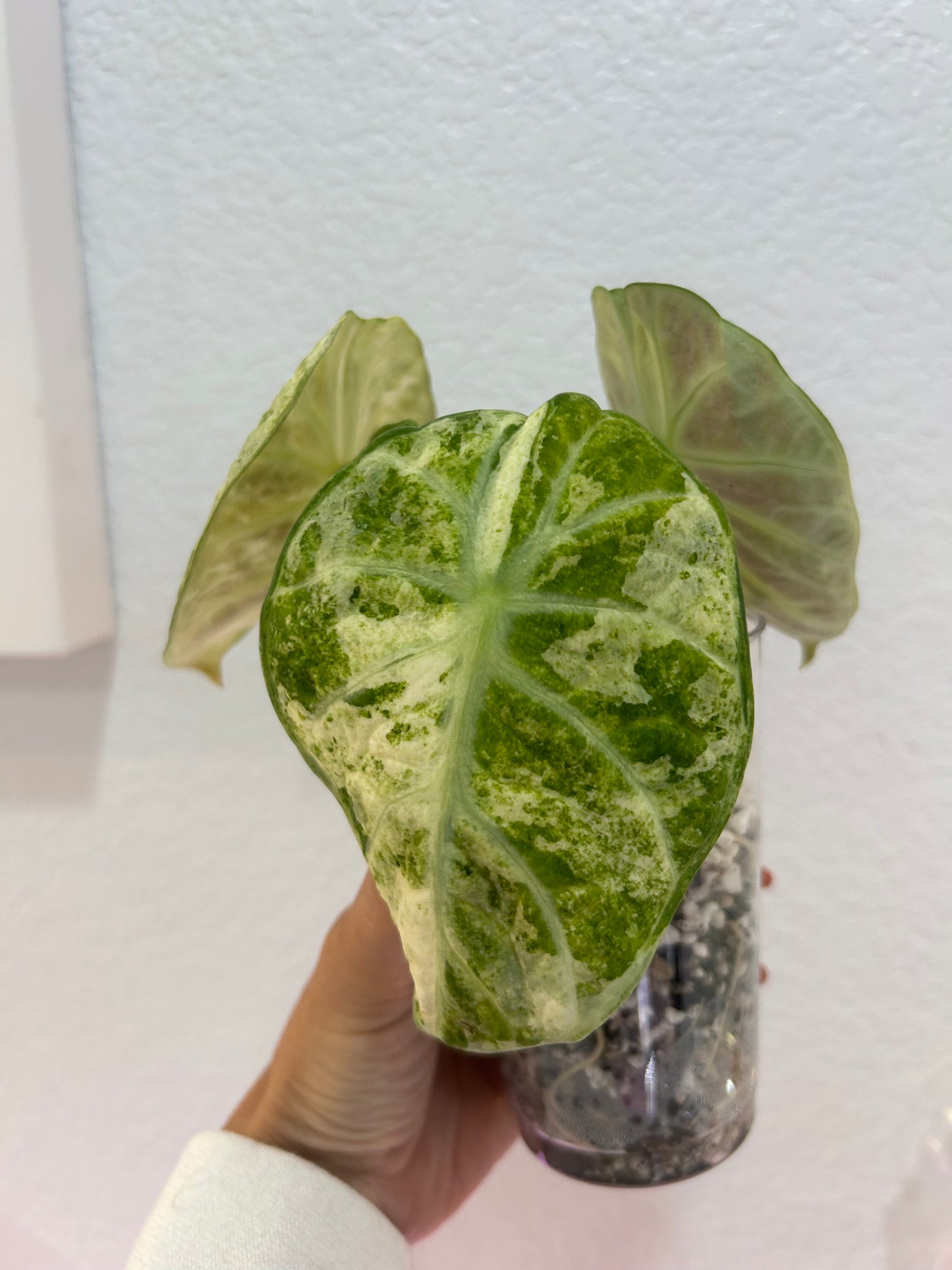 Alocasia ninja tricolor splash
