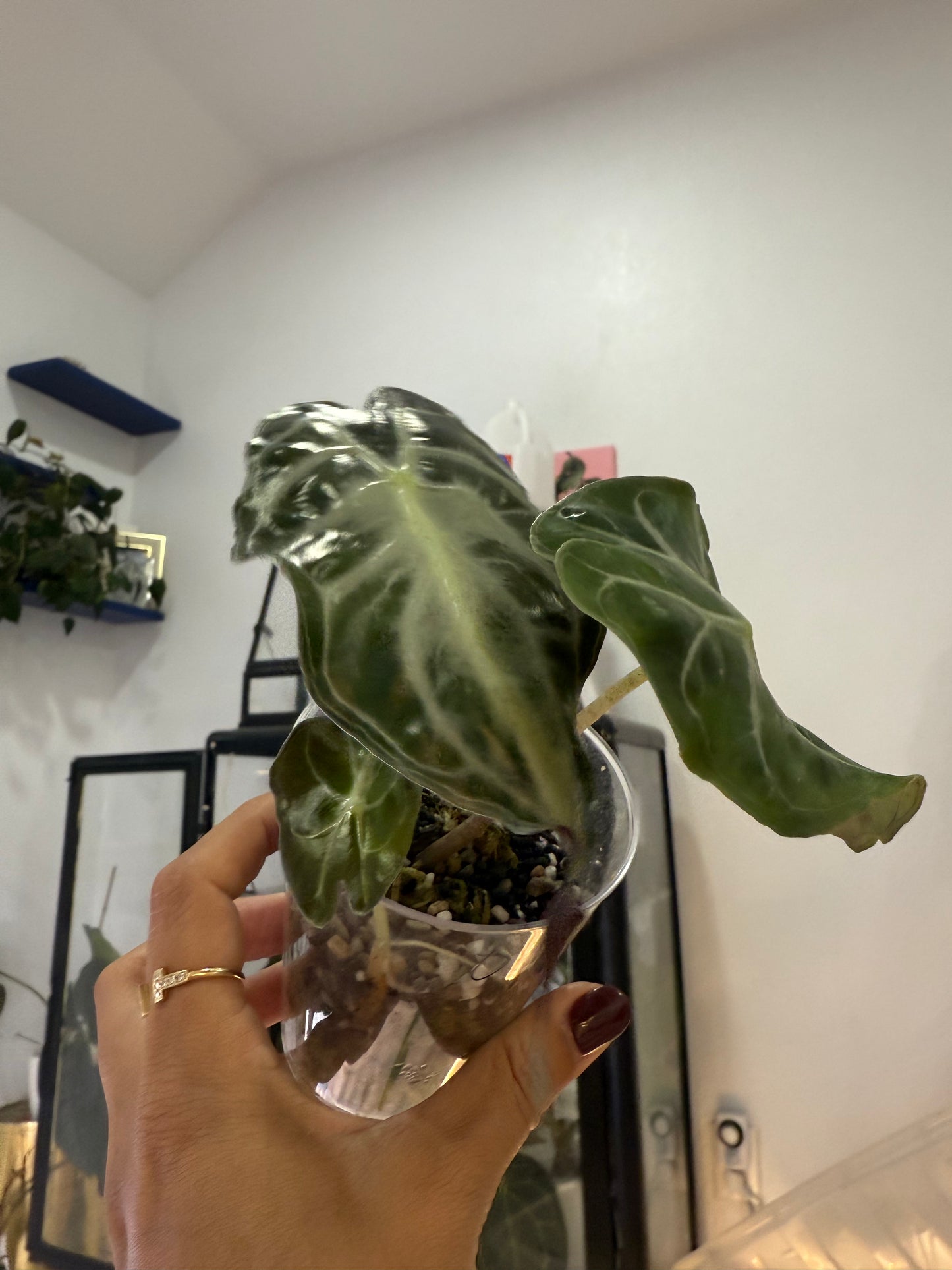 Alocasia venom mom plant/ 2 in 1
