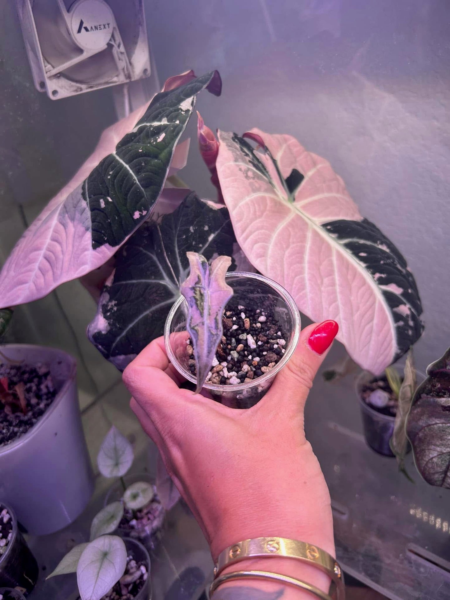 K nobilis Alocasia