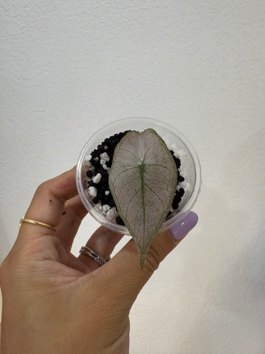 Alocasia Pink Dragon Silver