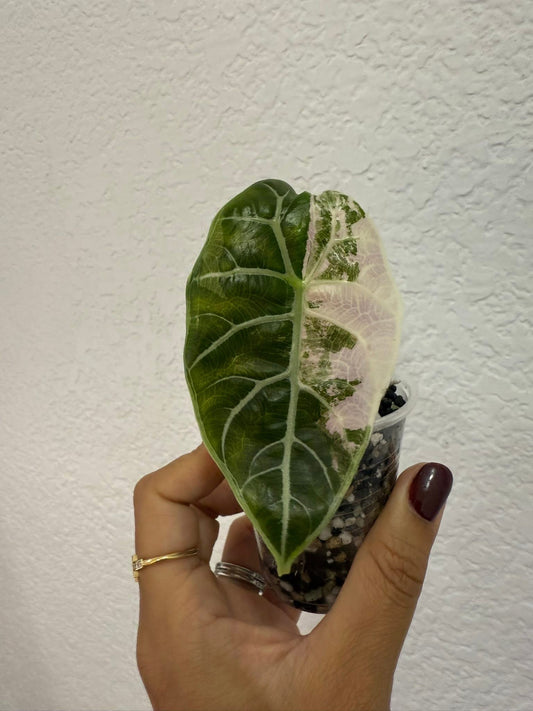 Alocasia Watsonia Doff Pink corm grown