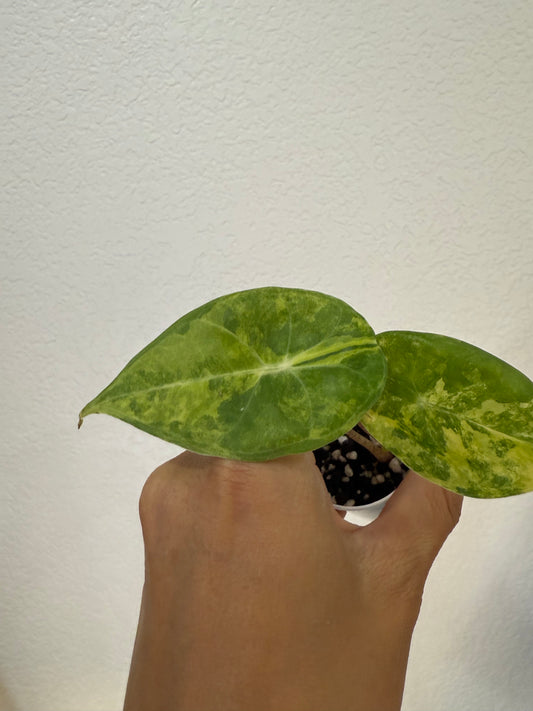Alocasia Aurea Watsonia