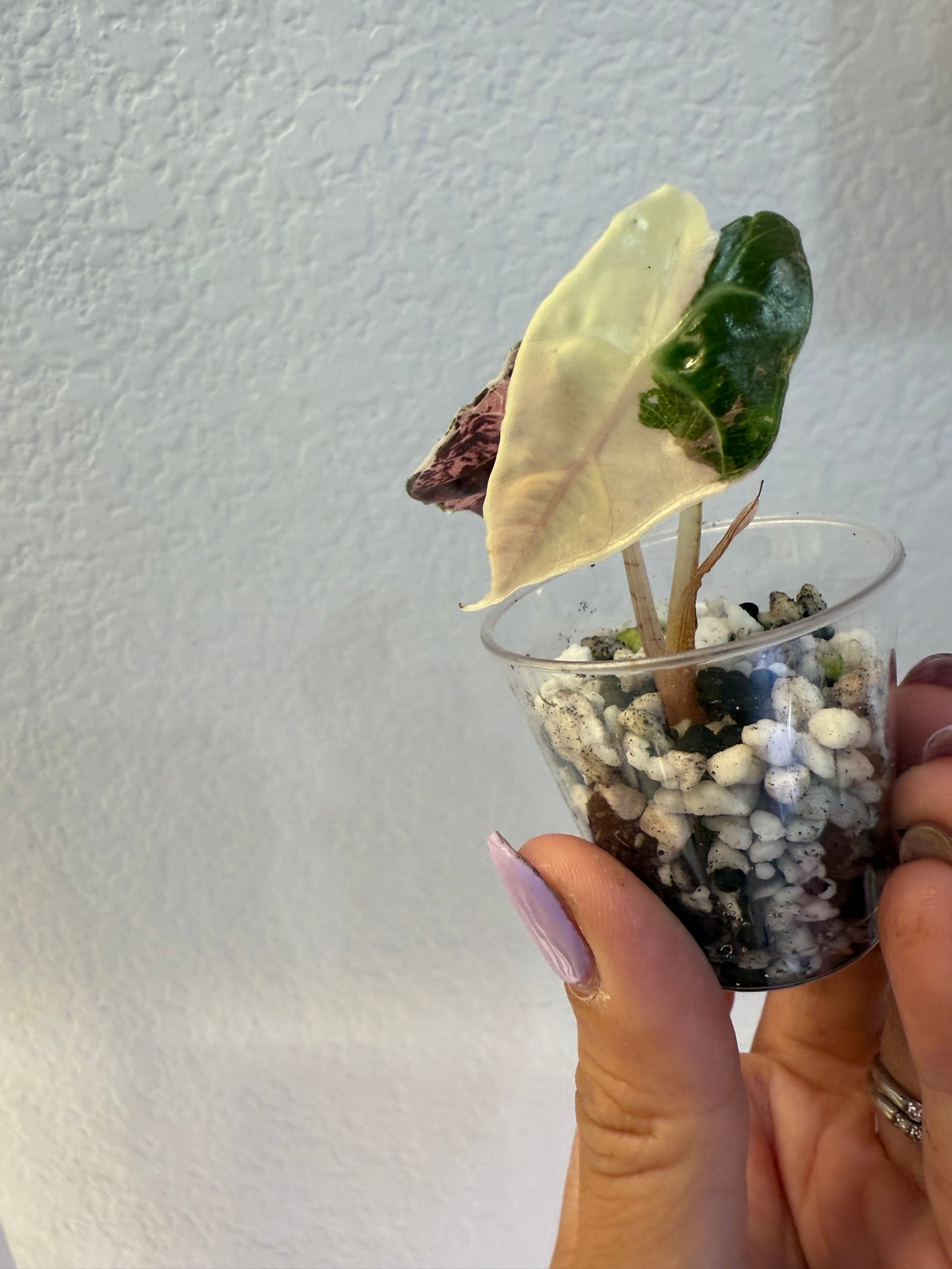 Alocasia Amazonica (Thai)