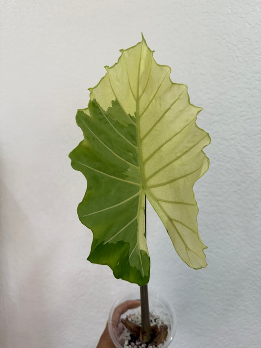 Alocasia Portora Albo