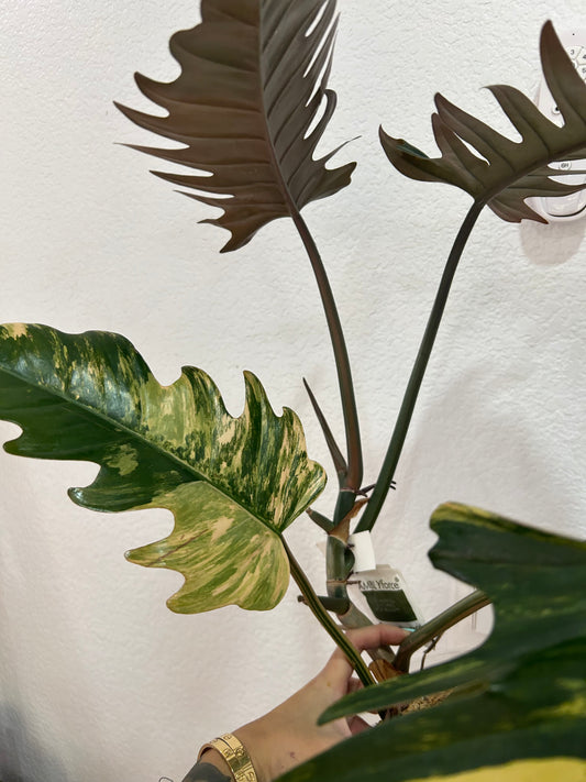 Philodendron Caramel Marble