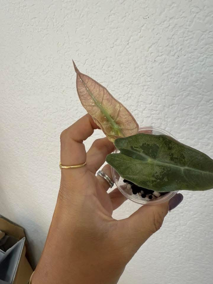 Alocasia Pink Polly Mint