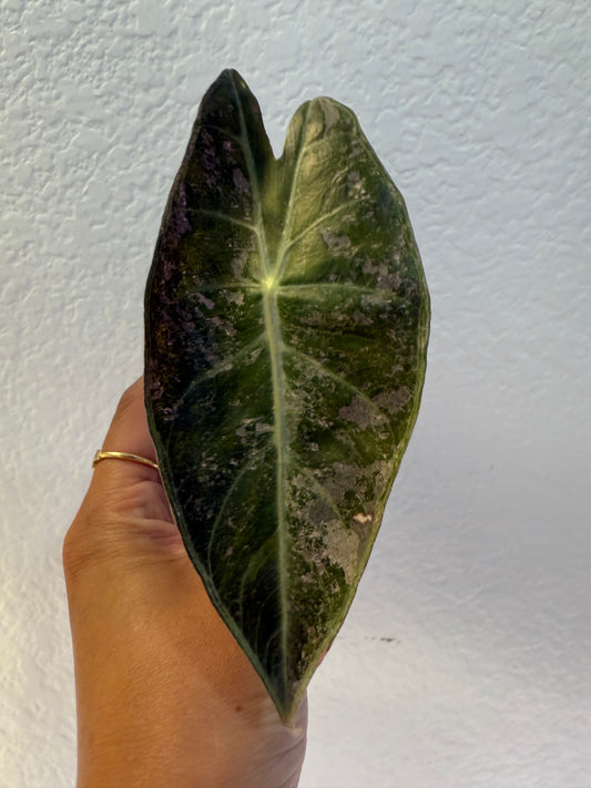 Alocasia Pink Dragon Silver