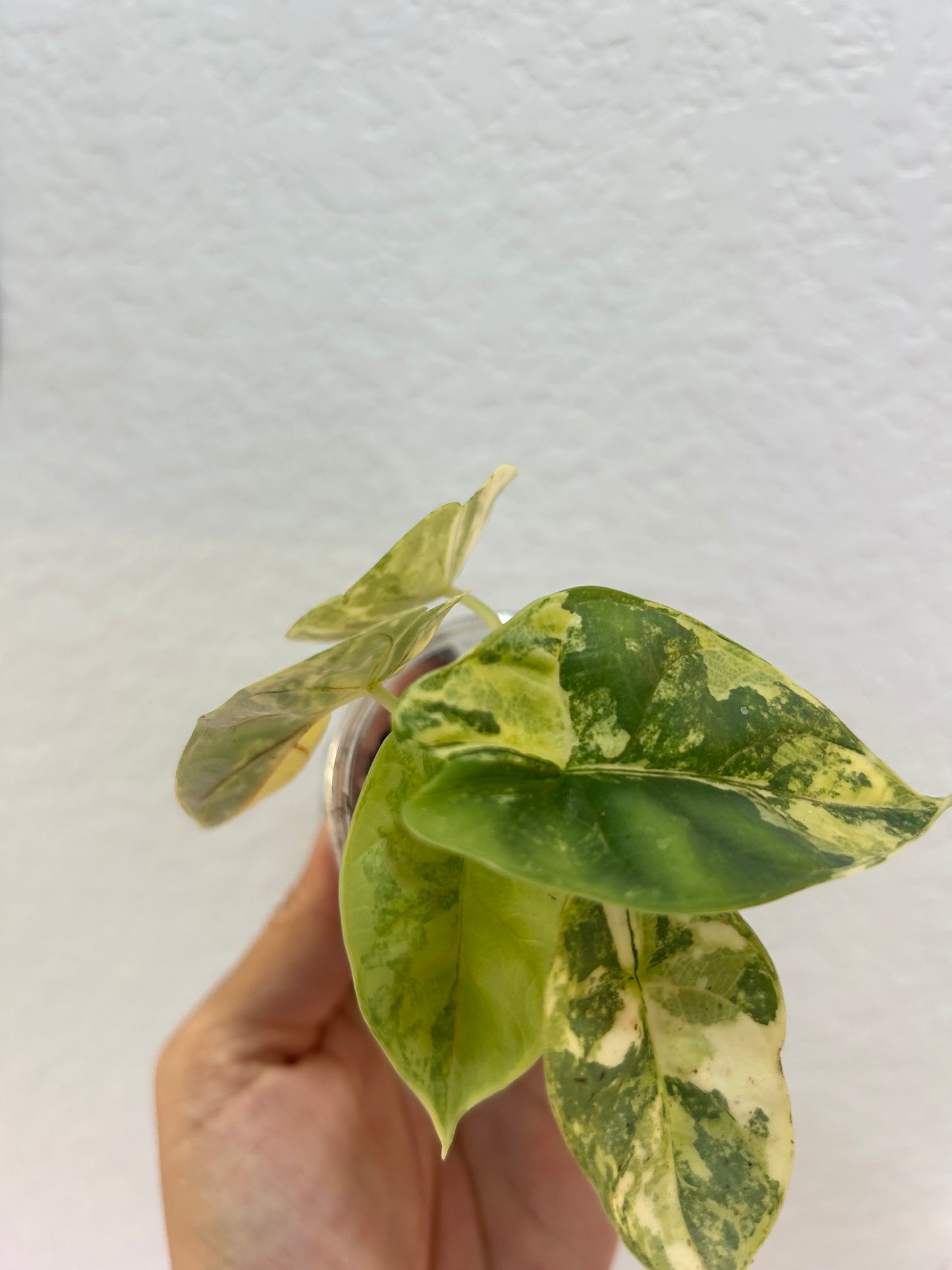 Aurea silver dragon Alocasia