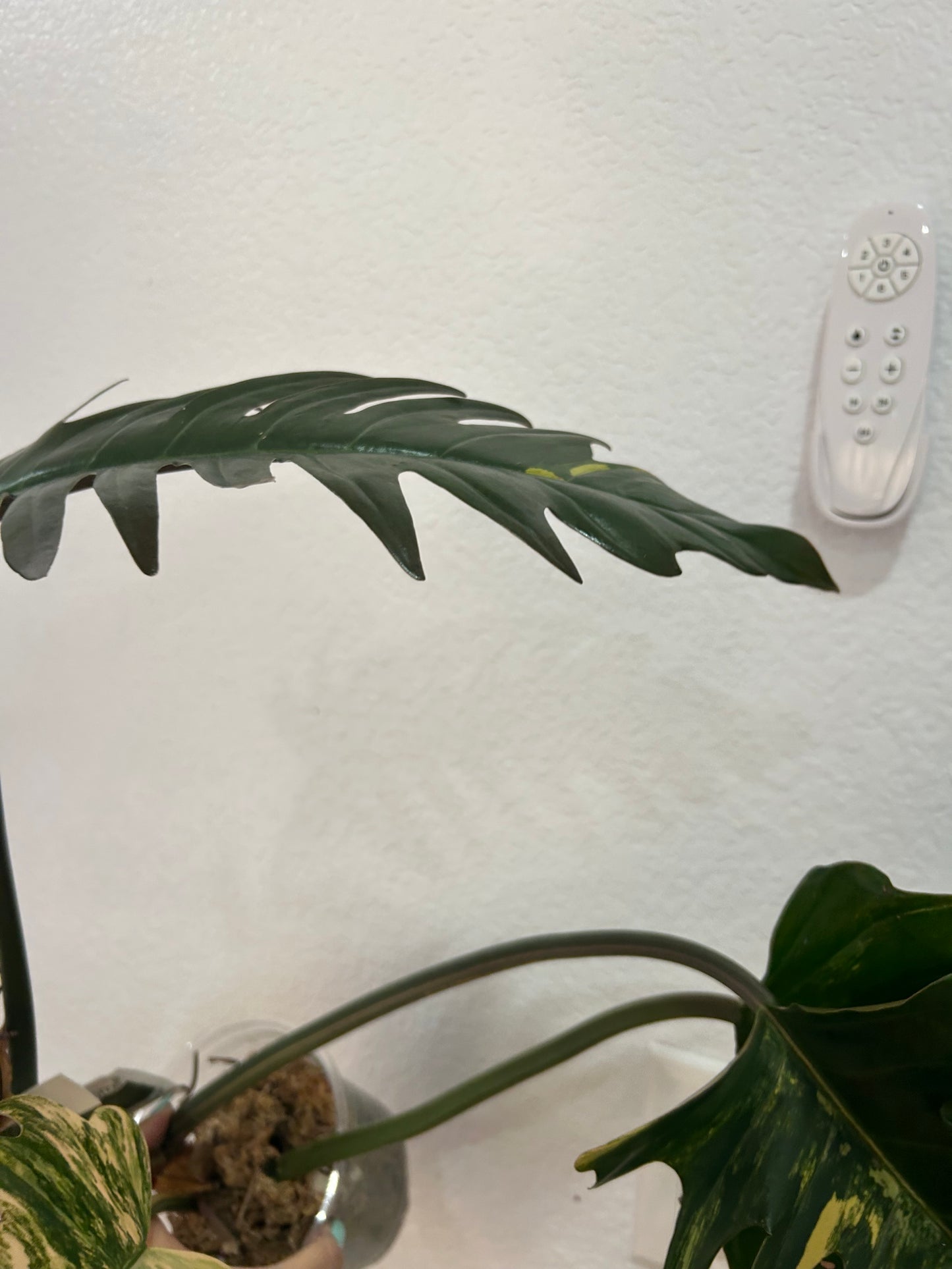 Philodendron Caramel Marble