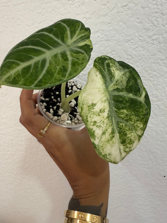 Alocasia ninja splash