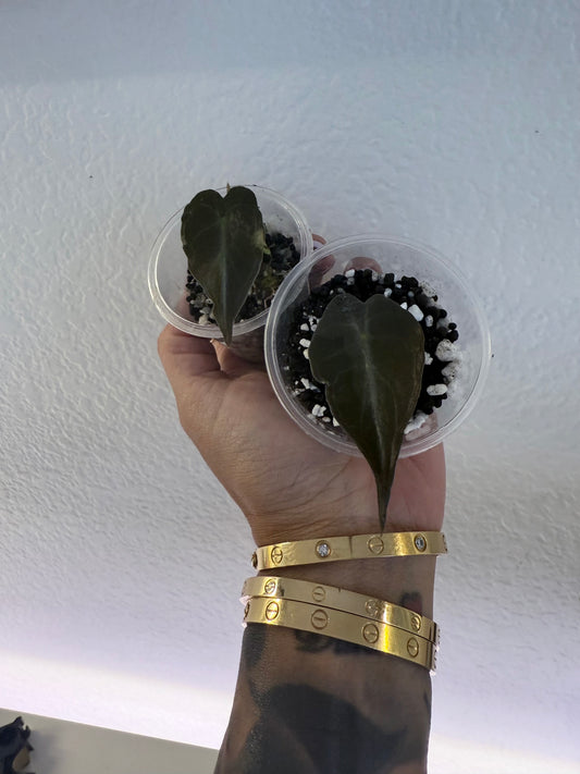 Alocasia Venom Pups