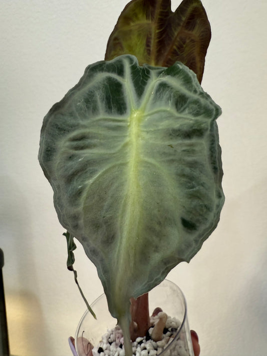 Alocasia  Venom (corming))