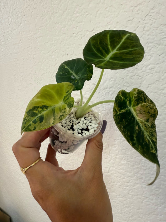 Alocasia Black velvet gold