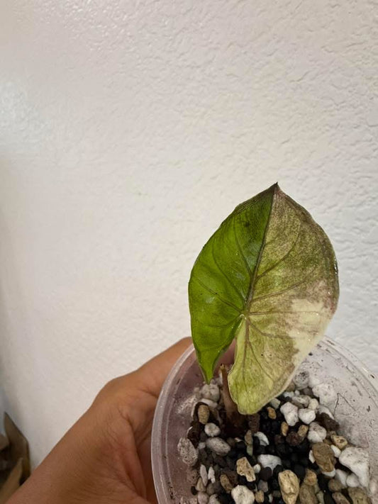 Alocasia Gold Serendipity