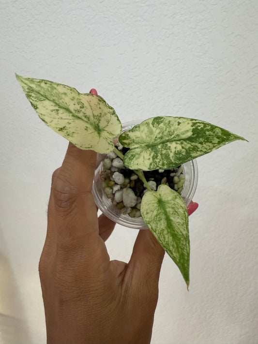 Mint gagenea