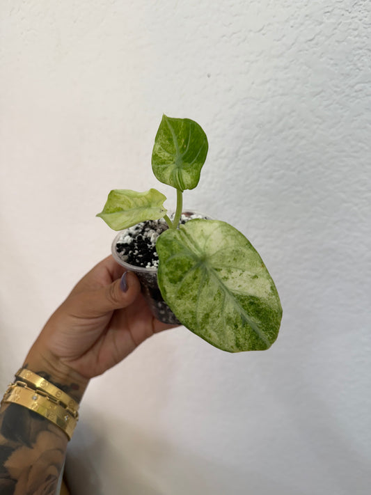 Alocasia Tricolor Ninja Splash