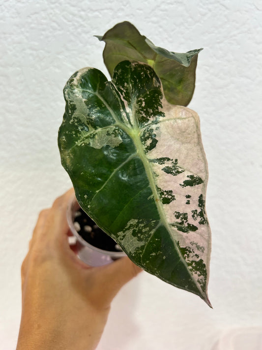 Pink Polly alocasia