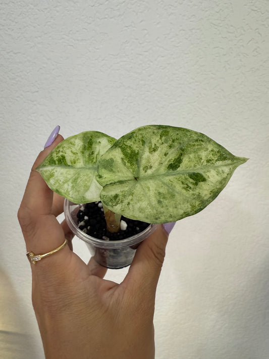 Alocasia Ninja Tricolor Splash