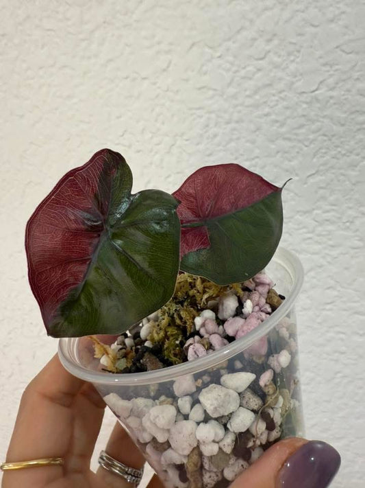 Alocasia Plumbae pink nigra