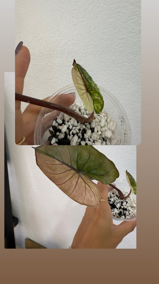 Pink serendipity alocasia