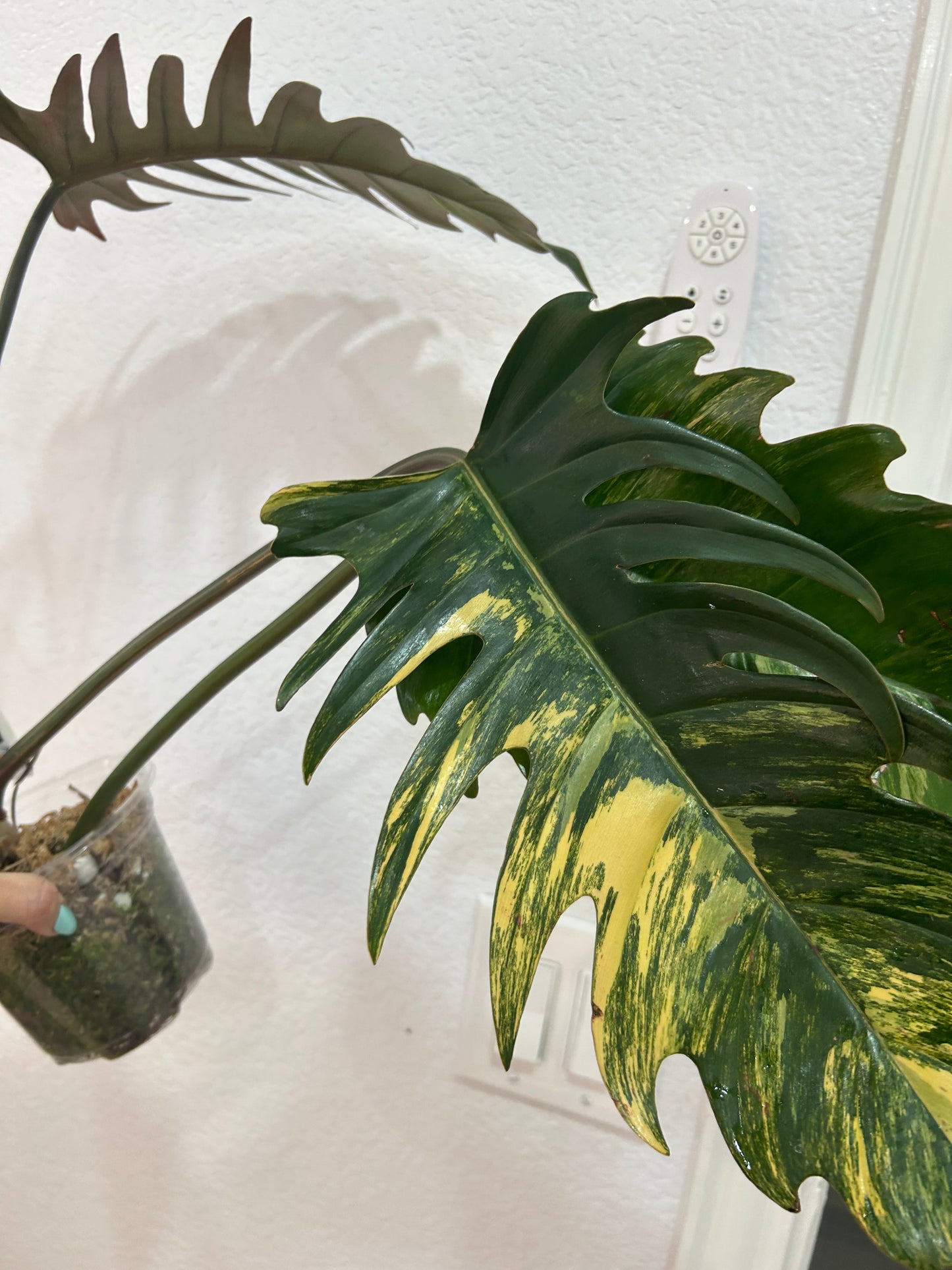 Philodendron Caramel Marble