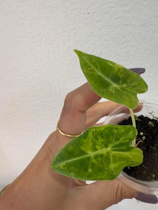 Alocasia Green on Green Frydek