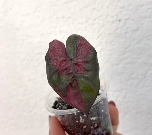 Alocasia Pink Plumbae Nigra
