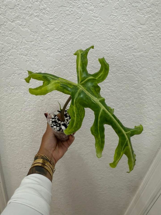 Alocasia portei aurea