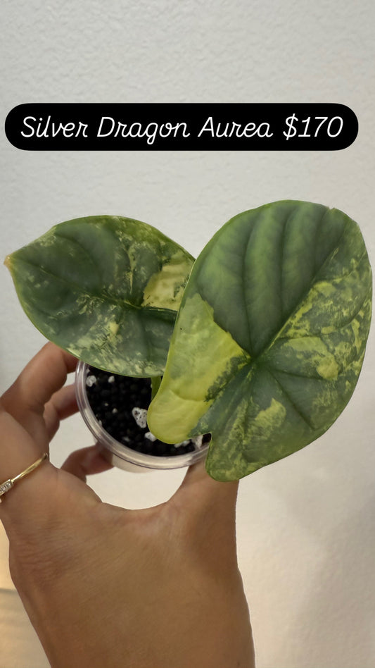 Alocasia Aurea Silver Dragon