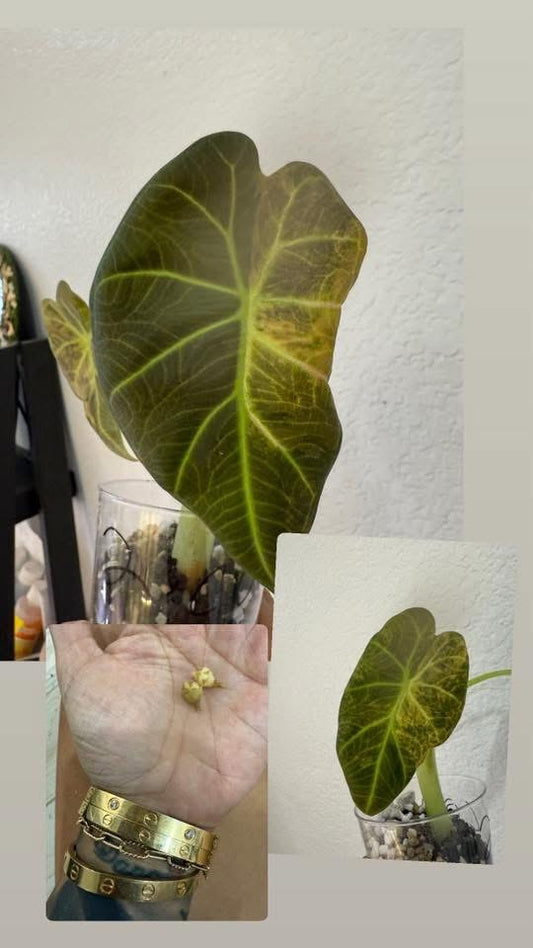 Alocasia Regal sheild aurea CORMS