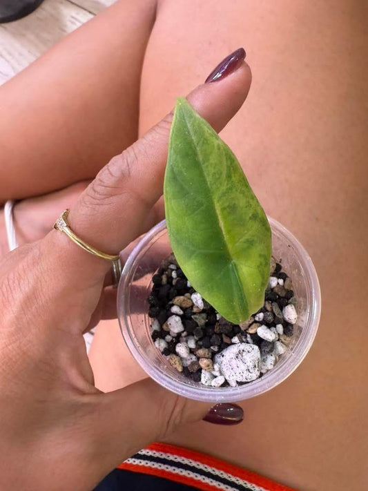 Alocasia Scalprum aurea