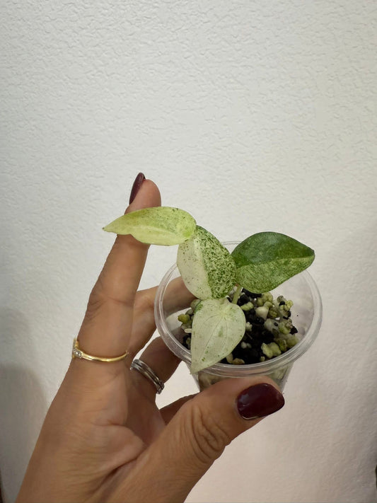 Alocasia cuculatta