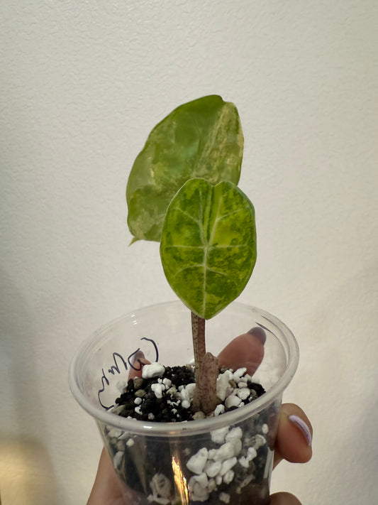 Alocasia Watsonia Aurea (Corming)