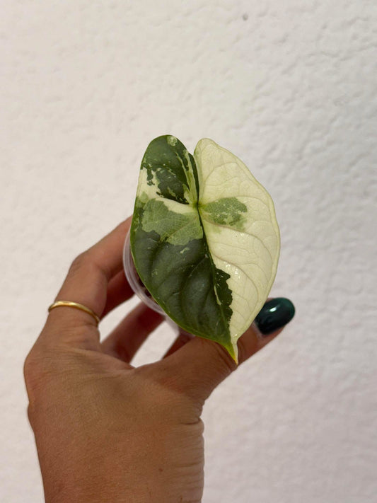 Alocasia Silver Dragon Albo