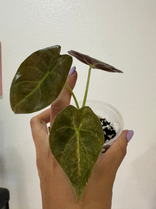 Alocasia Golden Bone Splash