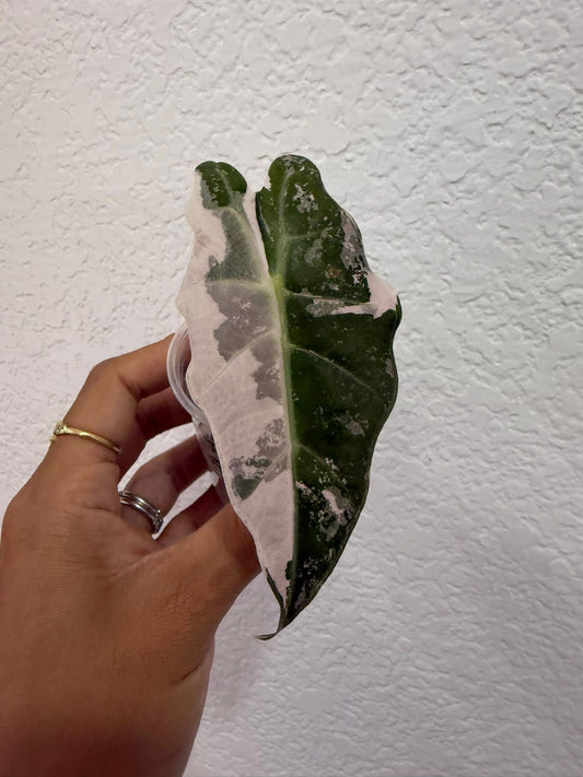 Alocasia pink Thai Amazonica