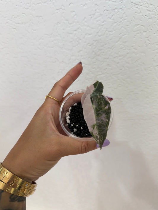 Alocasia Pink Amazonica “thai”