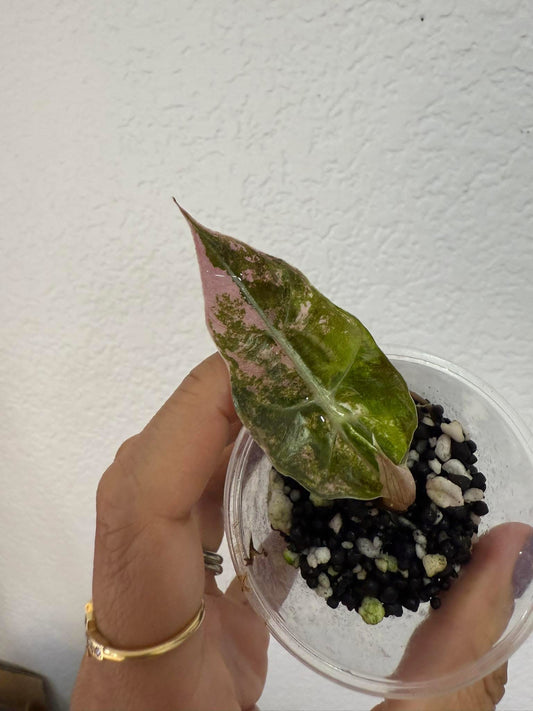 Alocasia Thai Amazonica