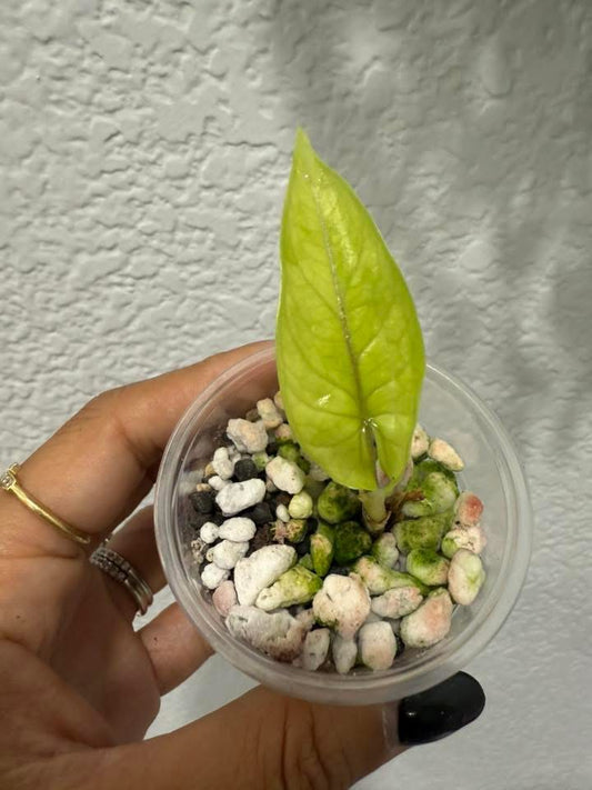 Alocasia Scalprum aurea