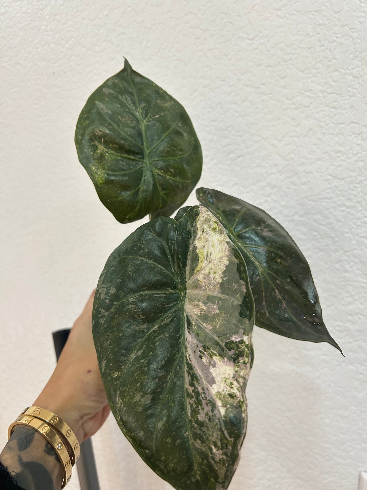 Alocasia Wentii Marble Pink/Albo