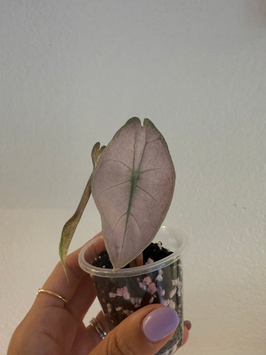 Alocasia Pink Dragon Silver