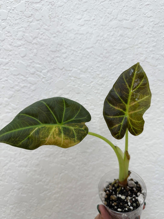 Alocasia regal shield Aurea