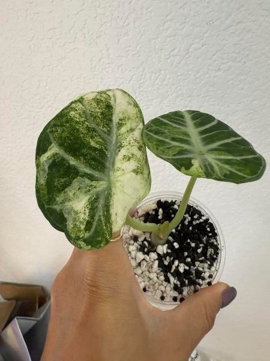 Alocasia ninja tricolor with an offshoot