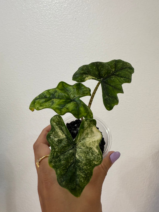 Alocasia Tandurusa “Jaclyn Mystic”