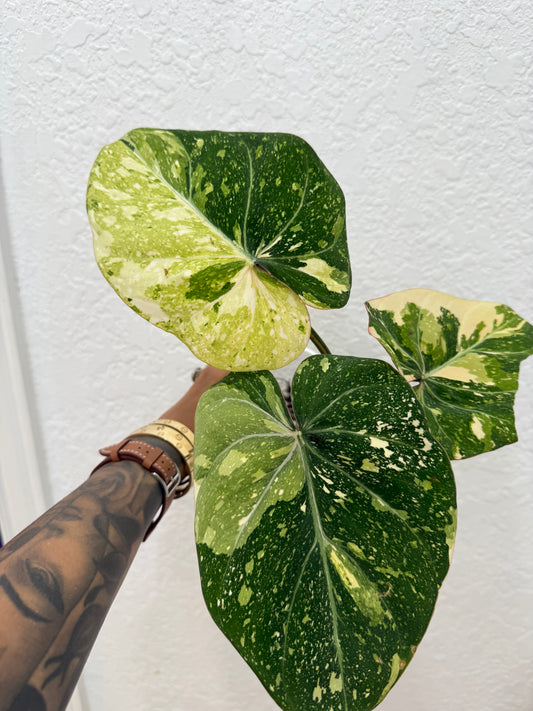Tricolor Gloriousm Philodendron