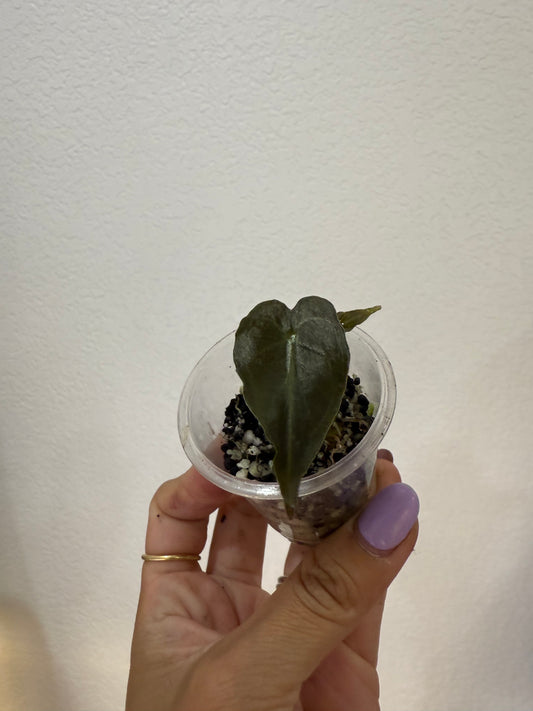 Alocasia Venom Pup